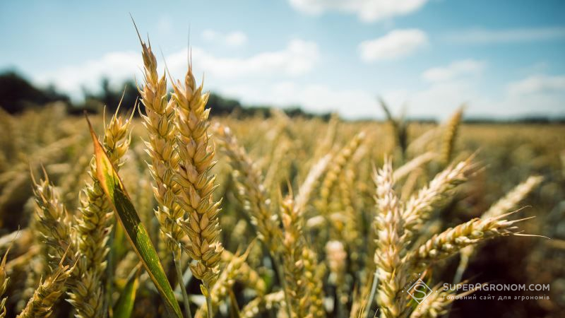 До 2040 року ризики вирощування озимої пшениці в Україні будуть найменшими — Укргідрометеоцентр