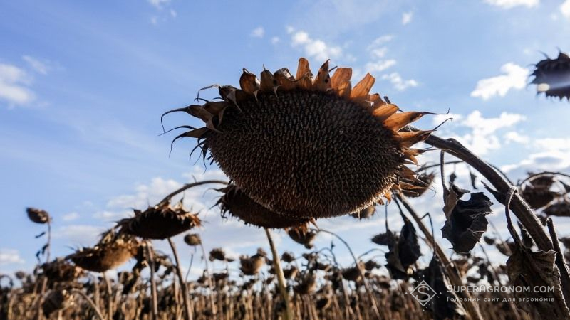 Жнива пізніх культур на Прикарпатті увійшли в активну фазу