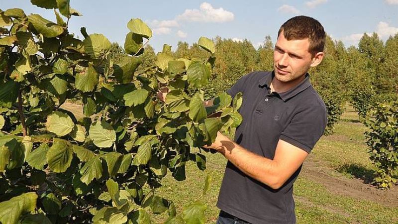 Рівненський садівник вирощує у промислових масштабах фундук