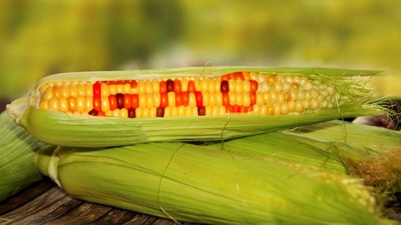 Українців будуть штрафувати за порушення правил поводження з ГМО