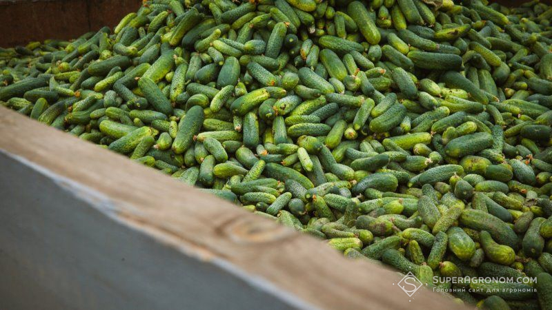 Селекціонери НААН створили новий сорт огірків, що плодоносить 65 днів