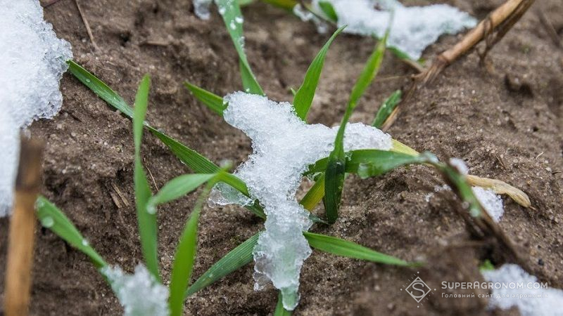 Аграрії Херсонщини можуть недобрати врожаю через недостатню зволоженість ґрунту