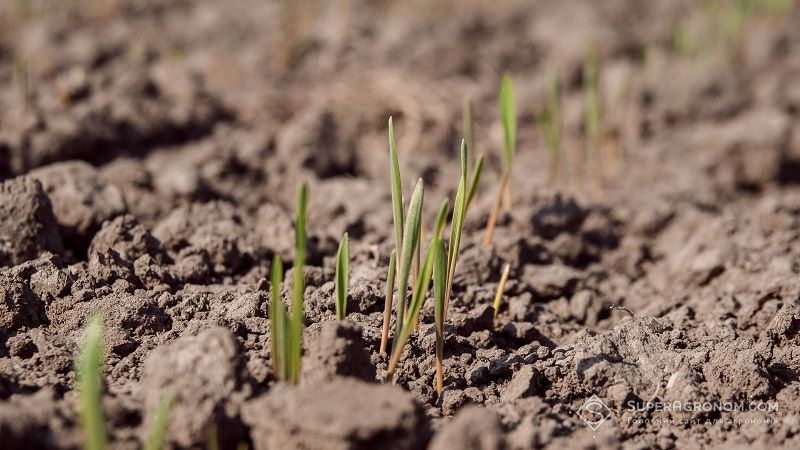 Фахівці НААН озвучили стан посівів ранніх ярих культур