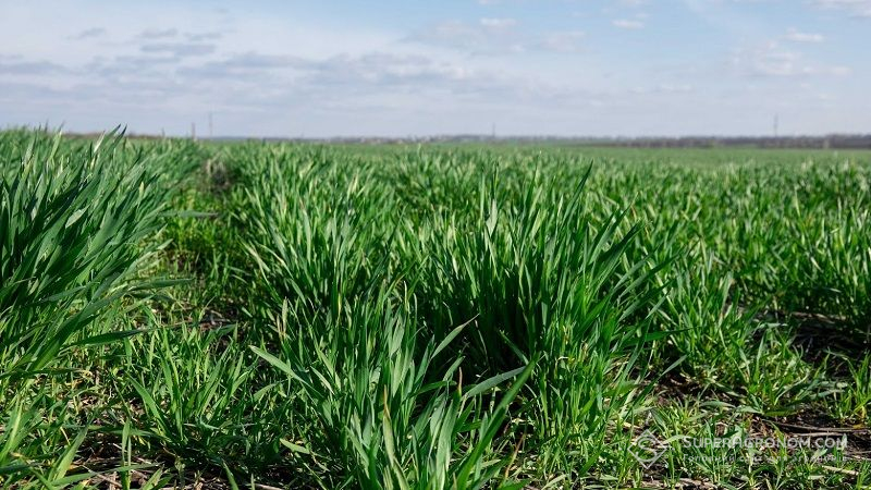 Аграріїв закликають підготуватись до масового відродження шкідників: потепління