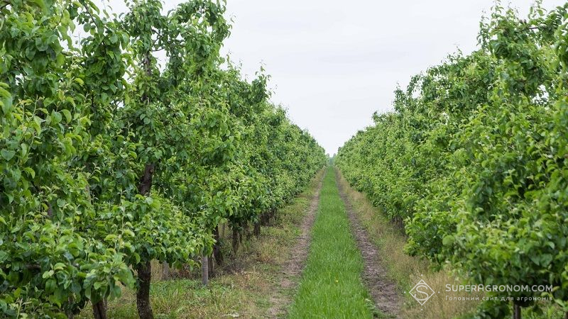 На зерняткових та кісточкових деревах плодожерка пошкодила до 26% плодів