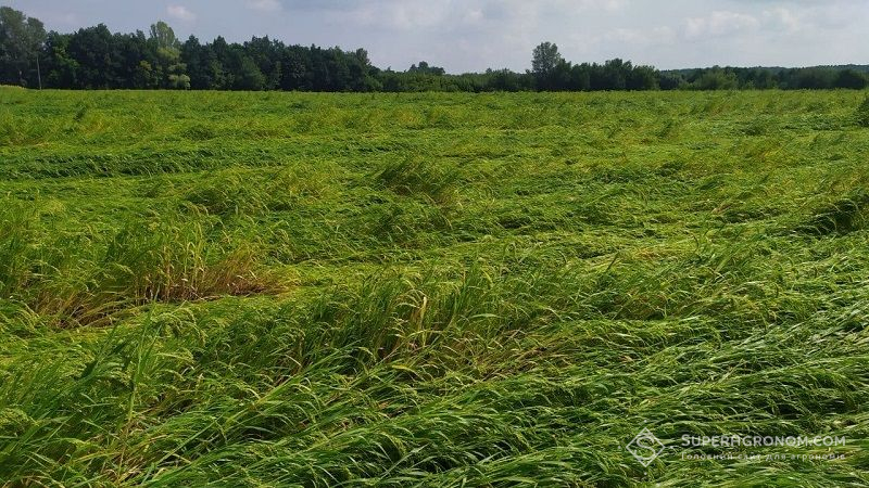 На Київщині через ураган вилягло десятки гектарів посівів проса