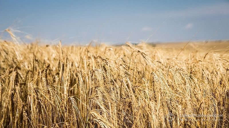 Озвучено середню врожайність ячменю на Хмельниччині