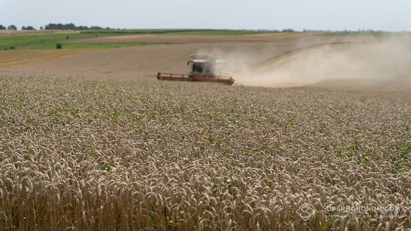 Якість зерна на Львівщині невпинно падає: зібрано близько 60% врожаю ранніх культур