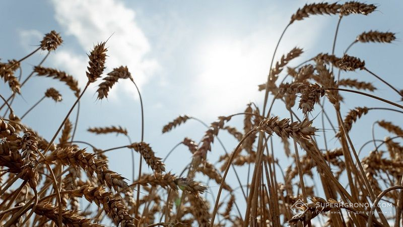 В Україну повертається спека до +34°С: тижневий прогноз погоди