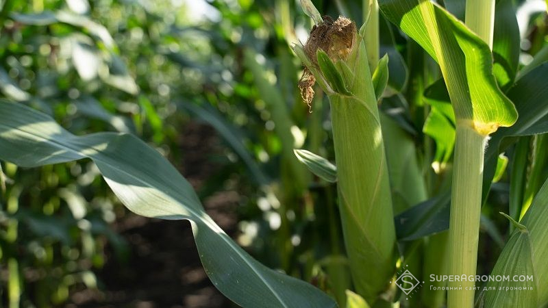 До 25% посівів кукурудзи уражено гельмінтоспоріозом, — фітосанітарний стан