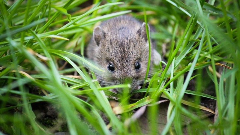 В Україні наростає загроза масового пошкодження озимих культур гризунами