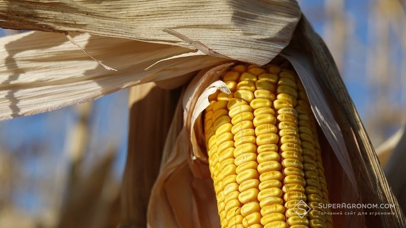 Вологість кукурудзи на Волині вдвічі вища від норми