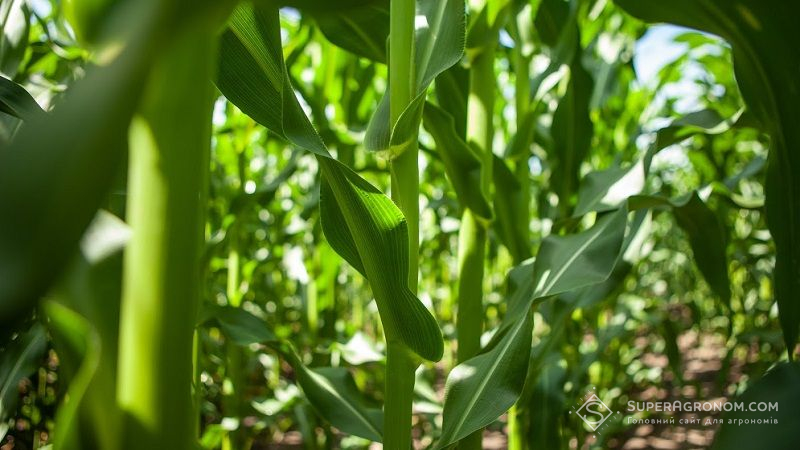 Експерт розповів, як впливає на молоду кукурудзу недостатня забезпеченість сульфуром
