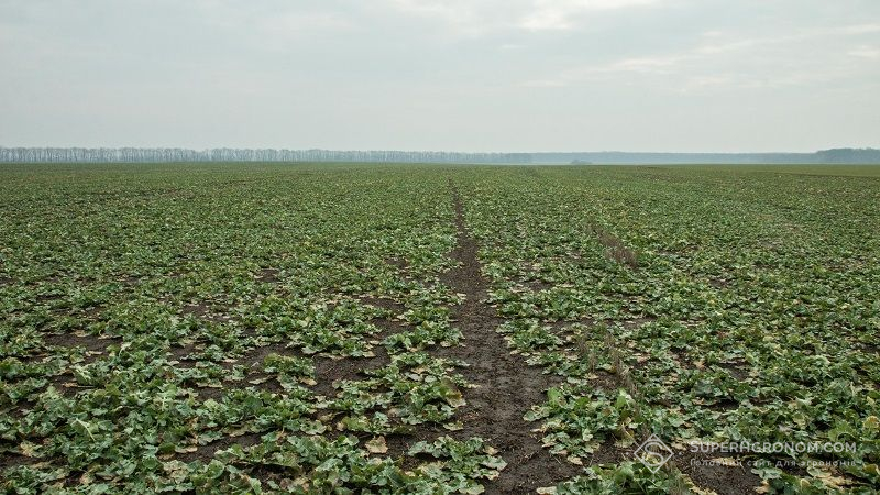 Аграрій поділився досвідом вирощування озимого ріпаку на Чернігівщині