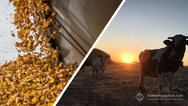 Без української сільгосппродукції Європі доведеться скоротити поголів’я худоби