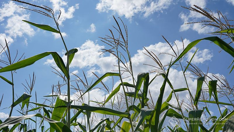 Стан посівів кукурудзи у південних та східних районах Дніпропетровщини критичний, — НААН