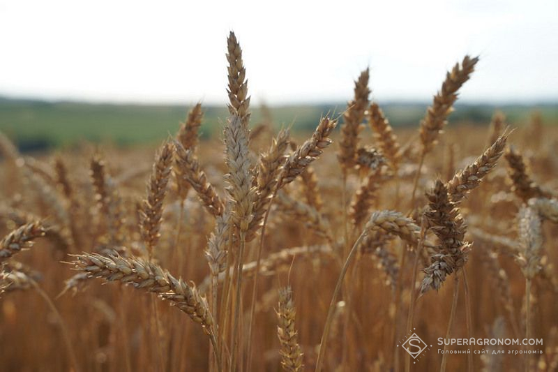 Вирощування пшениці