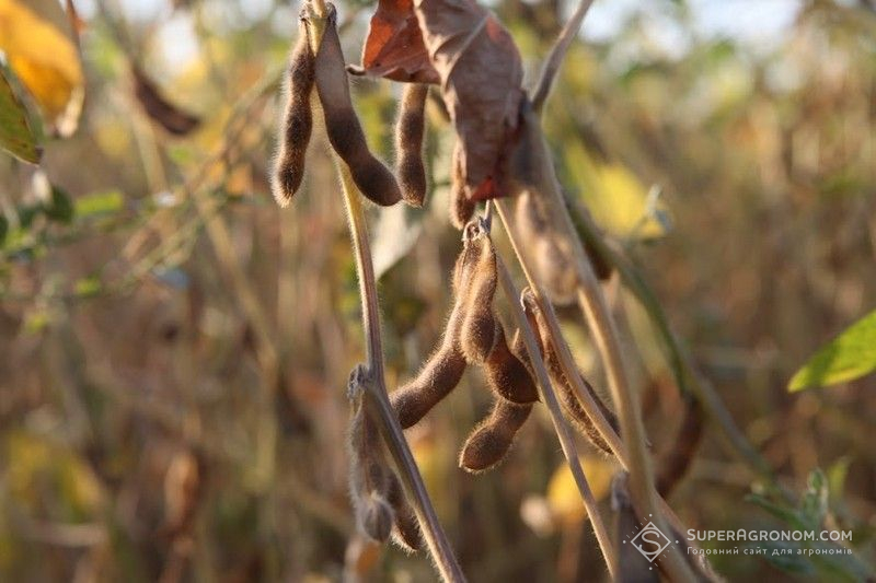 Вирощування сої в No-Till