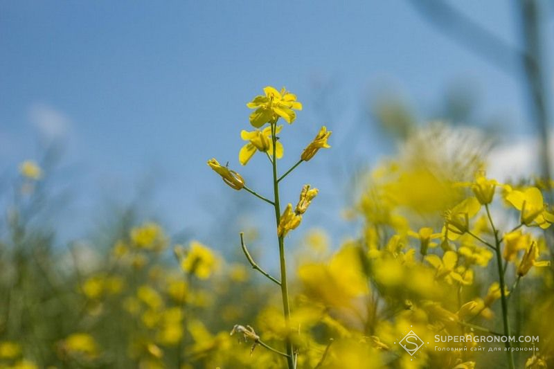 Цвітіння ріпаку