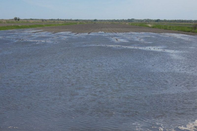 Площі під рисом на Одещині зменшились вдвічі, натомість зросте врожайність