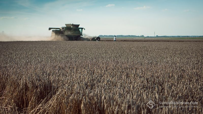 Комбайн збирає пшеницю