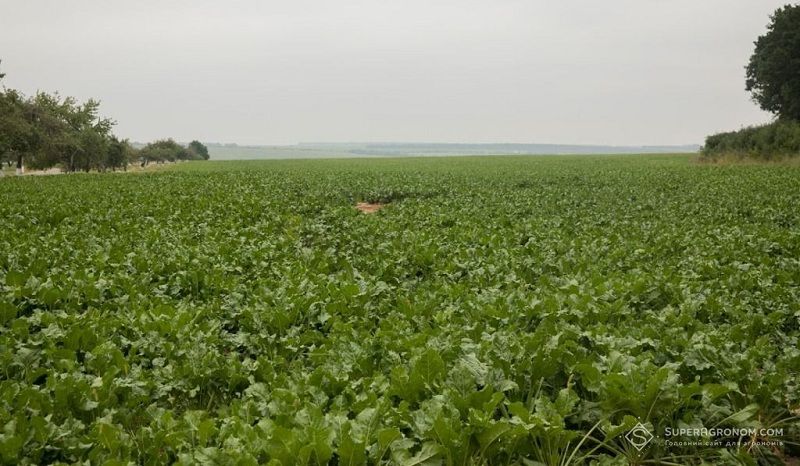 Посіви буряків цукрових