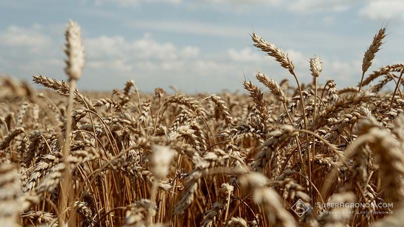Урожай пшениці