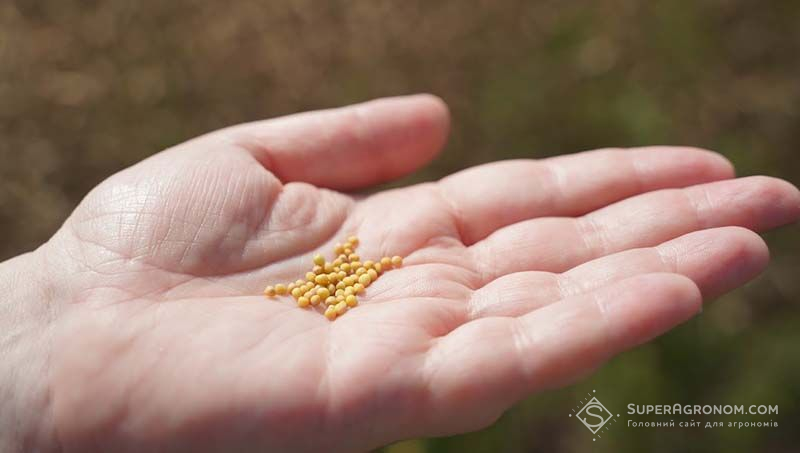 Аграрії Черкащини не сподіваються заробити ні на пшениці, ні на гірчиці — експериментують з кавунами