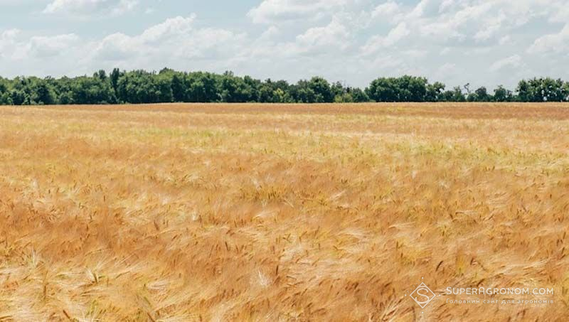 Урожайність ячменю та ріпаку на Львівщині цьогоріч вища ніж минулого сезону