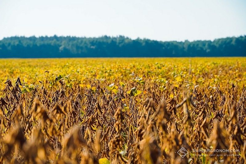 Через погодні умови на Кіровоградщині високих врожаїв пізніх культур не буде