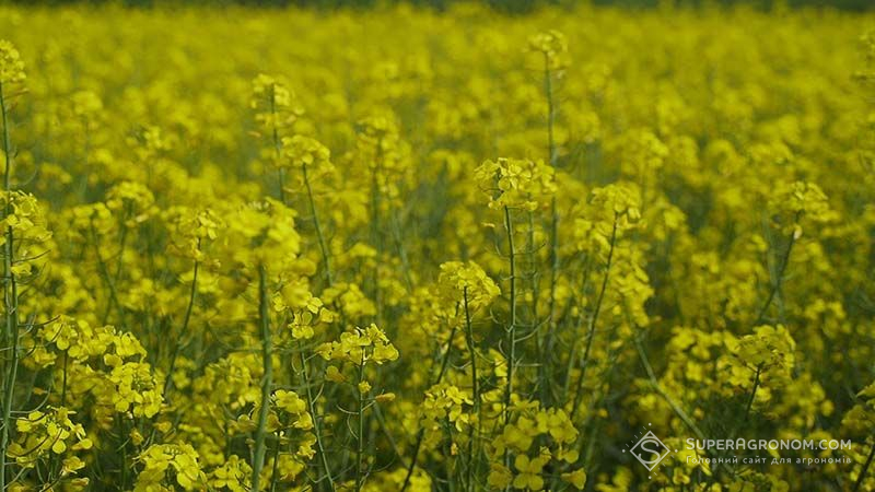 Збільшення площ під ріпаком і соєю, розвиток овочівництва та новинки ЗЗР — в LNZ Group поділилися планами на 2025