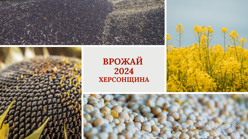 Аграріям Херсонщини вдалось зібрати вдвічі більший врожай в 2024 році, ніж торік