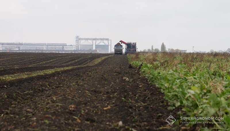 Після дворічного збільшення площ під цукровим буряком в наступному сезоні прогнозується їх скорочення на 5%