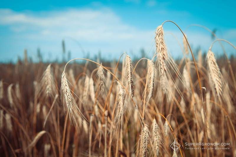 В Inter Agrolab​ відмовились від жита та не рекомендують його вирощувати