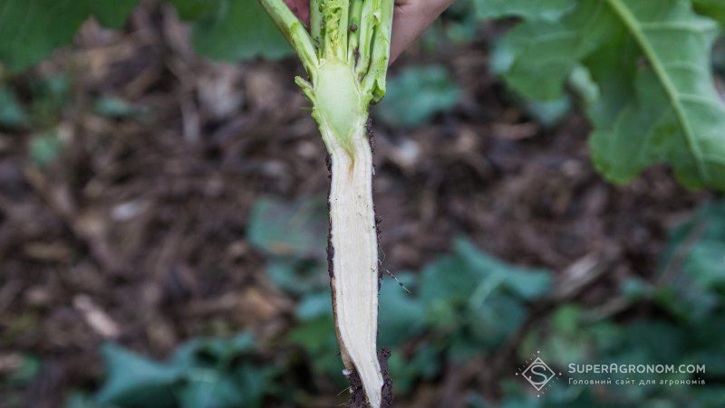 На Хмельниччині проводять оцінку стану озимого ріпаку на демополях Vitagro Partner 