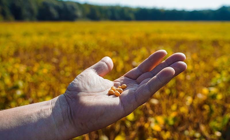 Часткову компенсацію вартості насіння не-ГМ сої зможуть отримати підприємства з площею до 1000 га