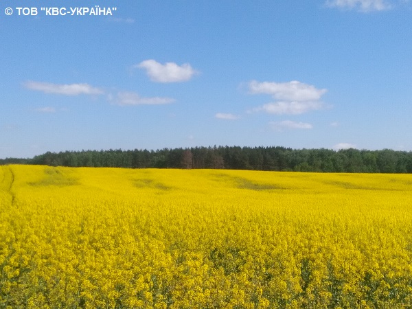 На окремих ділянках видно дефіцит сірки