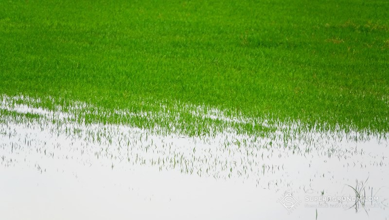 Рис у воді