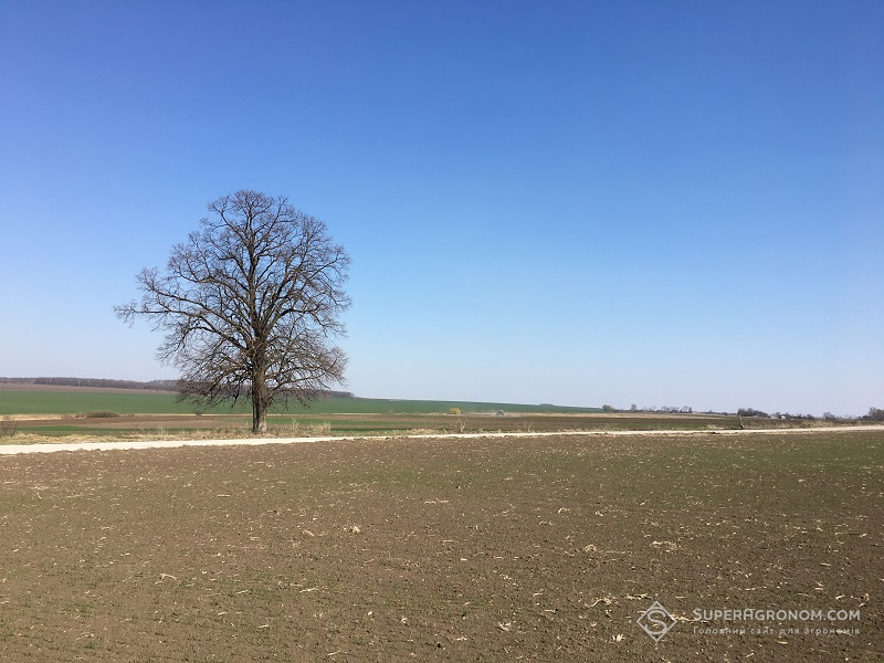 Чисте від бур'янів поле