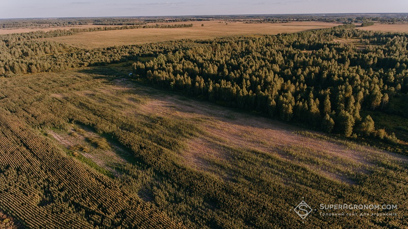 Поле в с. Ільмівці, де не зійшли посіви кукурудзи на 5 га