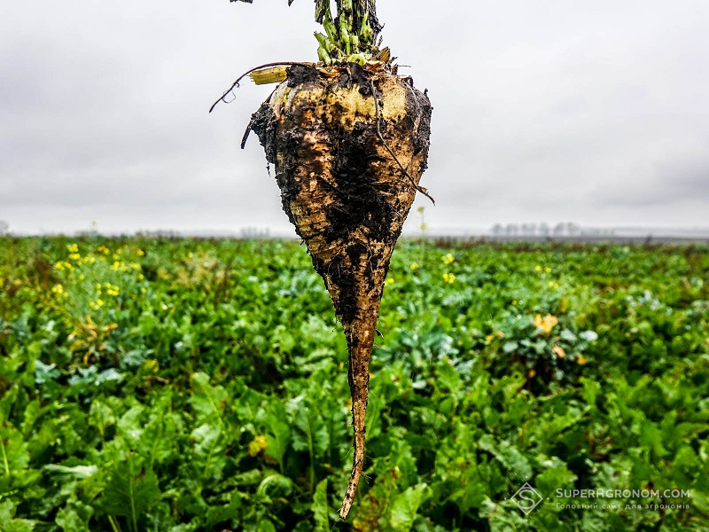 Коренеплід буряку