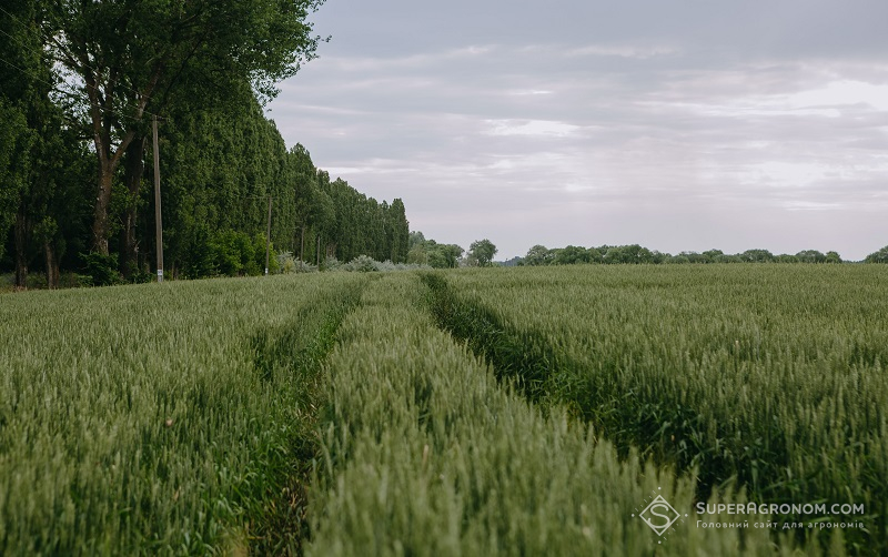 Посіви ярої пшениці