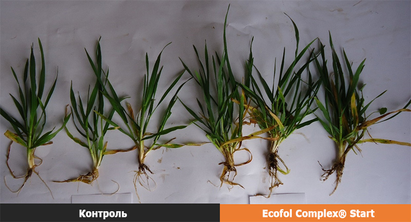 Вплив біостимулятора Ecofol Complex® Start на кореневу систему озимої пшениці