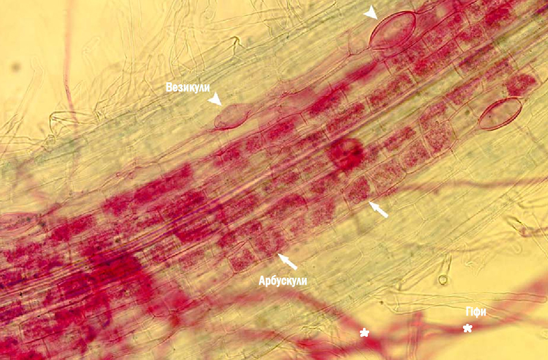 Арбускулярно-везикулярна мікориза гриба Glomus intraradices із рослиною-господарем (Джерело https://www.semanticscholar.org)