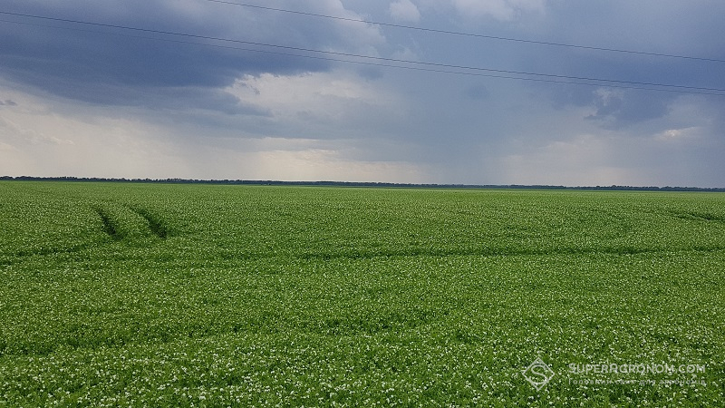 Посіви гороху