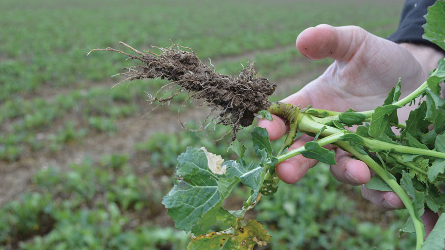 Корінь ріпаку добре розвинений (джерело: Farmers Weekly)