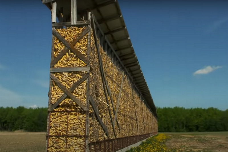 Сушіння кукурудзи в качанах