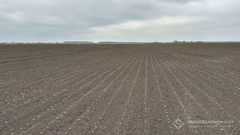 Посіви цукрових буряків