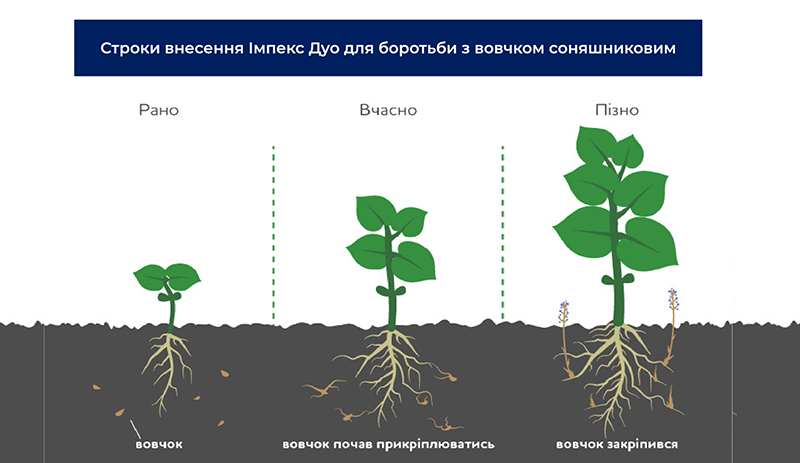Терміни внесення гербіциду Імпекс Дуо для боротьби з вовчком соняшниковим