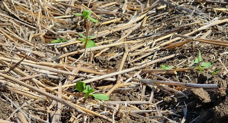 Скоди за технології no-till